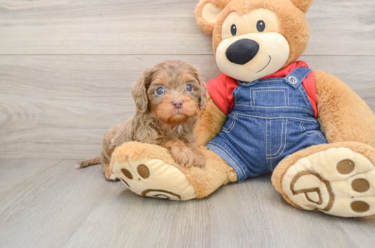 Friendly Cavapoo Baby