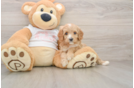 Cavapoo Pup Being Cute