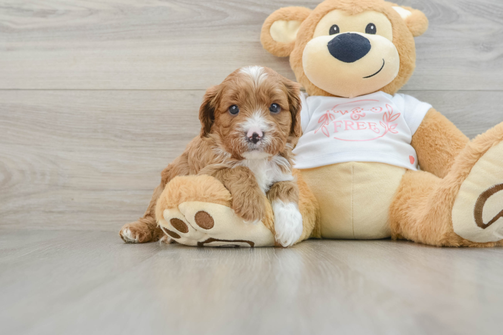 Small Cavapoo Baby