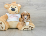 7 week old Cavapoo Puppy For Sale - Windy City Pups