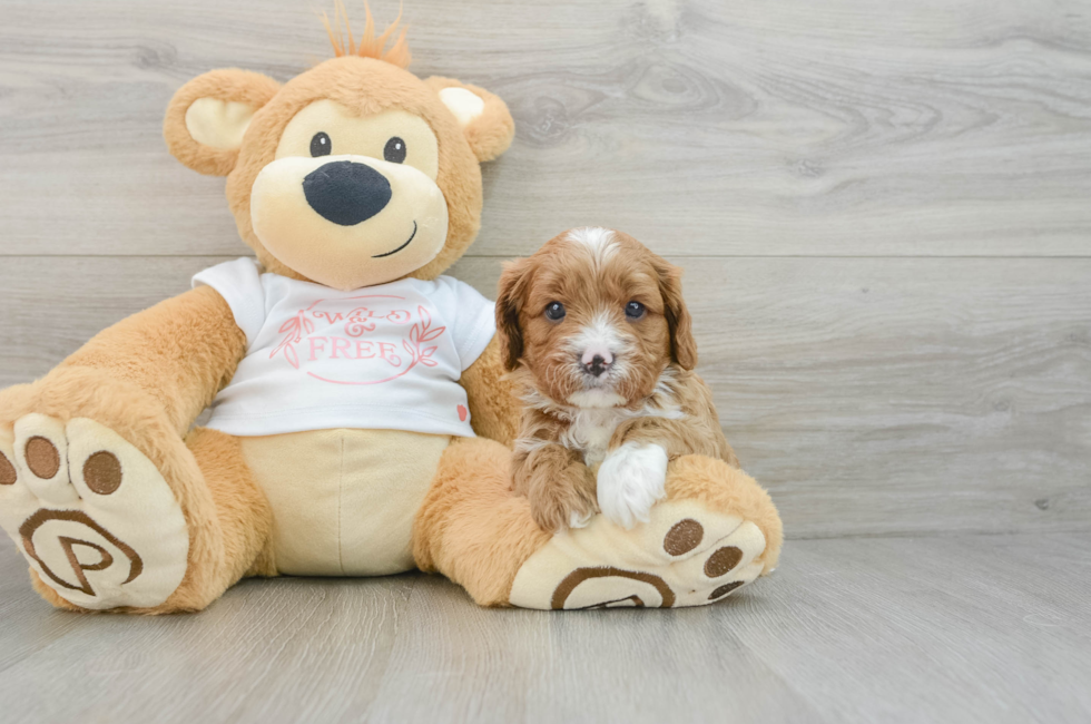 6 week old Cavapoo Puppy For Sale - Windy City Pups