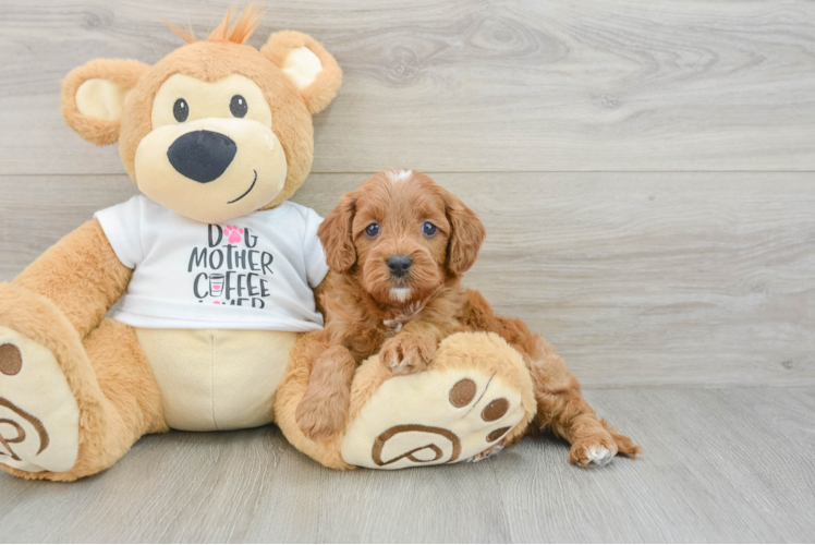 Cavapoo Pup Being Cute