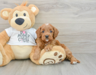 8 week old Cavapoo Puppy For Sale - Windy City Pups