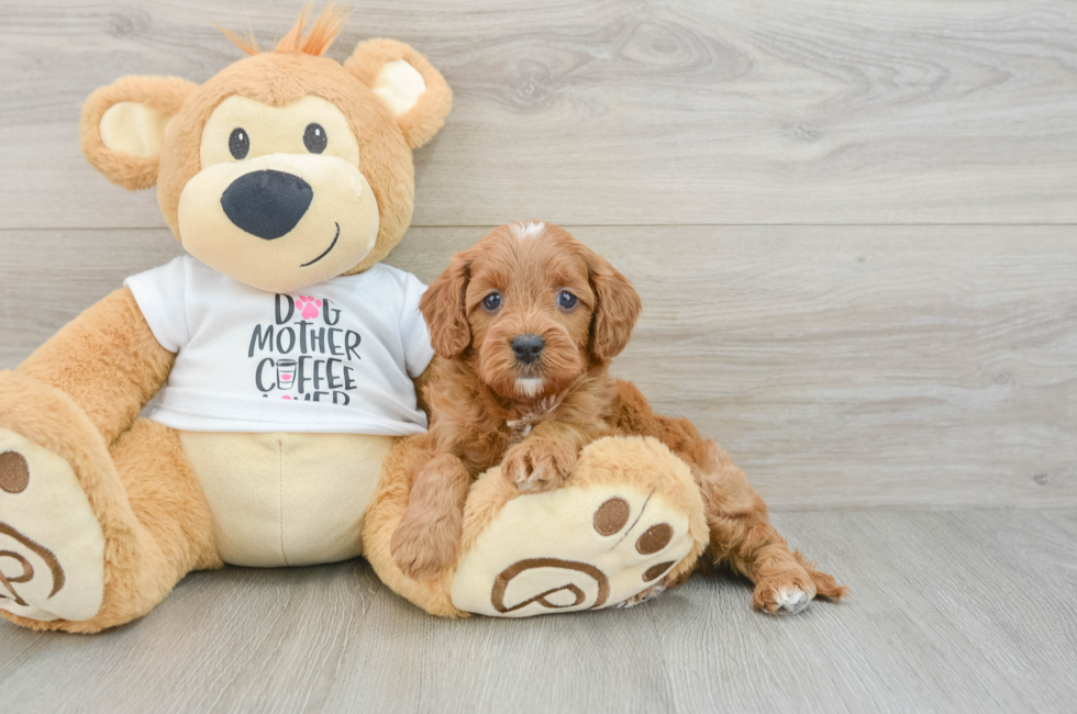 8 week old Cavapoo Puppy For Sale - Windy City Pups