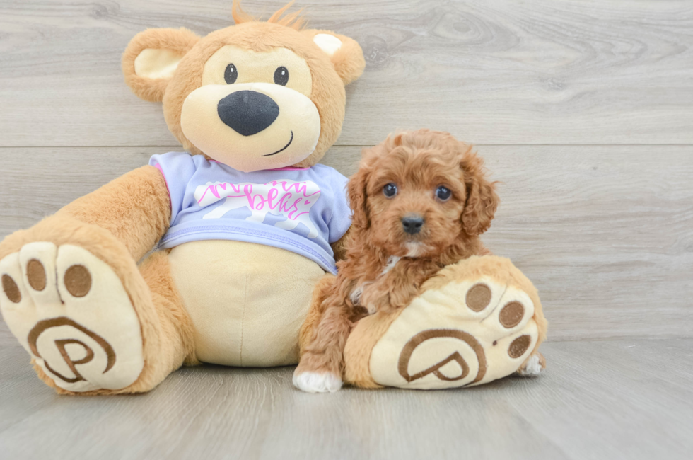 7 week old Cavapoo Puppy For Sale - Windy City Pups
