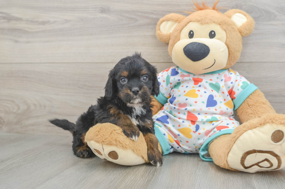 6 week old Cavapoo Puppy For Sale - Windy City Pups