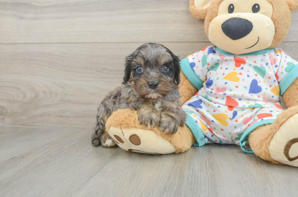 6 week old Cavapoo Puppy For Sale - Windy City Pups