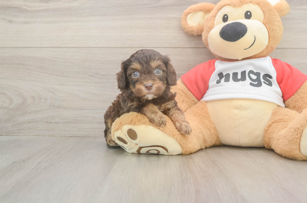 5 week old Cavapoo Puppy For Sale - Windy City Pups