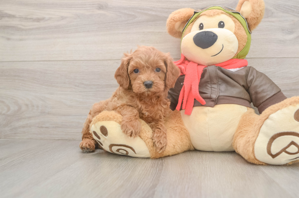 5 week old Cavapoo Puppy For Sale - Windy City Pups