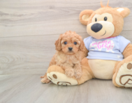 6 week old Cavapoo Puppy For Sale - Windy City Pups