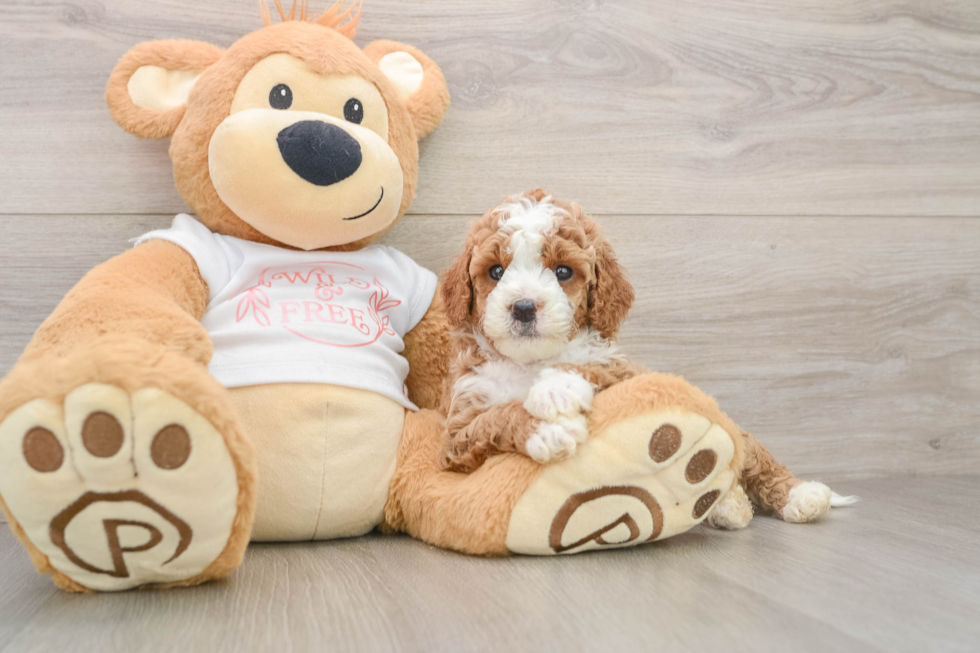 Funny Cavapoo Poodle Mix Pup