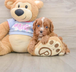 5 week old Cavapoo Puppy For Sale - Windy City Pups