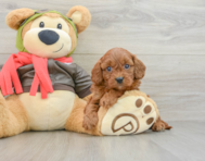8 week old Cavapoo Puppy For Sale - Windy City Pups