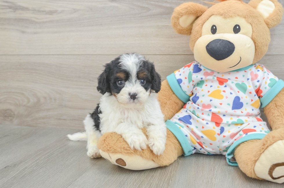 6 week old Cavapoo Puppy For Sale - Windy City Pups