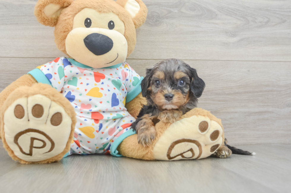 6 week old Cavapoo Puppy For Sale - Windy City Pups