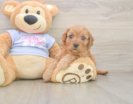 7 week old Cavapoo Puppy For Sale - Windy City Pups