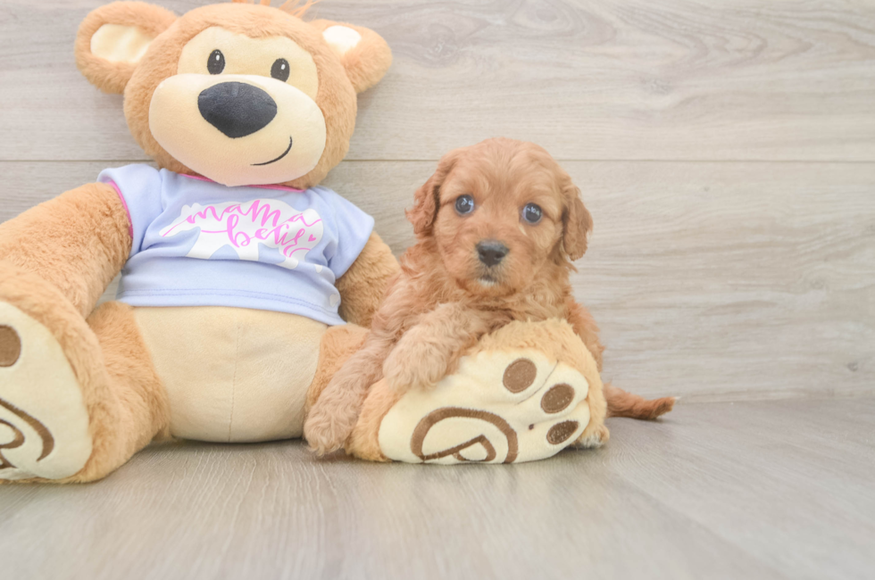 6 week old Cavapoo Puppy For Sale - Windy City Pups