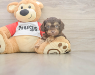 6 week old Cavapoo Puppy For Sale - Windy City Pups