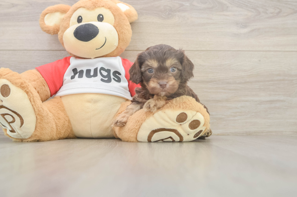 5 week old Cavapoo Puppy For Sale - Windy City Pups