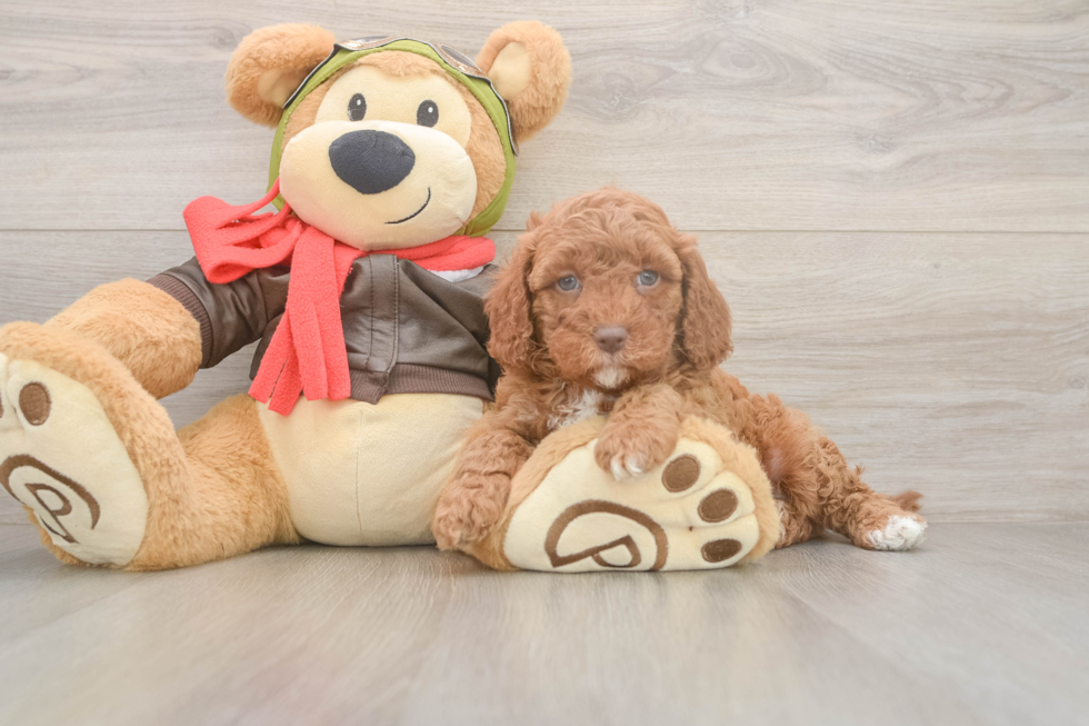 Cavapoo Pup Being Cute