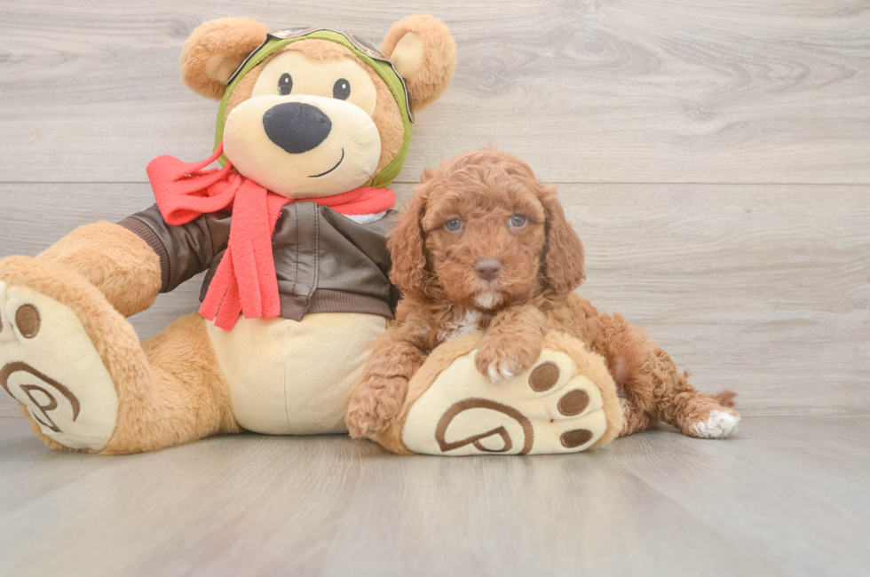 5 week old Cavapoo Puppy For Sale - Windy City Pups