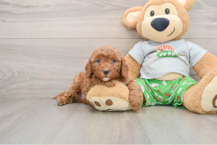 Cavapoo Puppy for Adoption