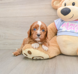 5 week old Cavapoo Puppy For Sale - Windy City Pups