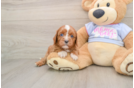 Petite Cavapoo Poodle Mix Pup