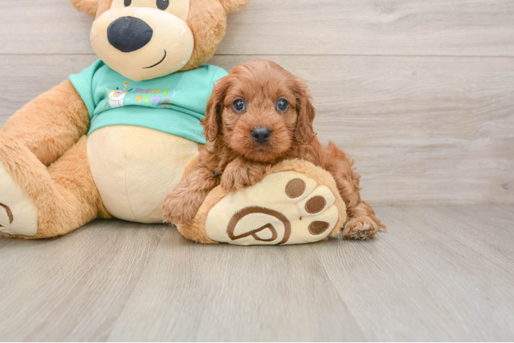 Cute Cavapoo Baby