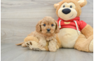 Cavapoo Pup Being Cute