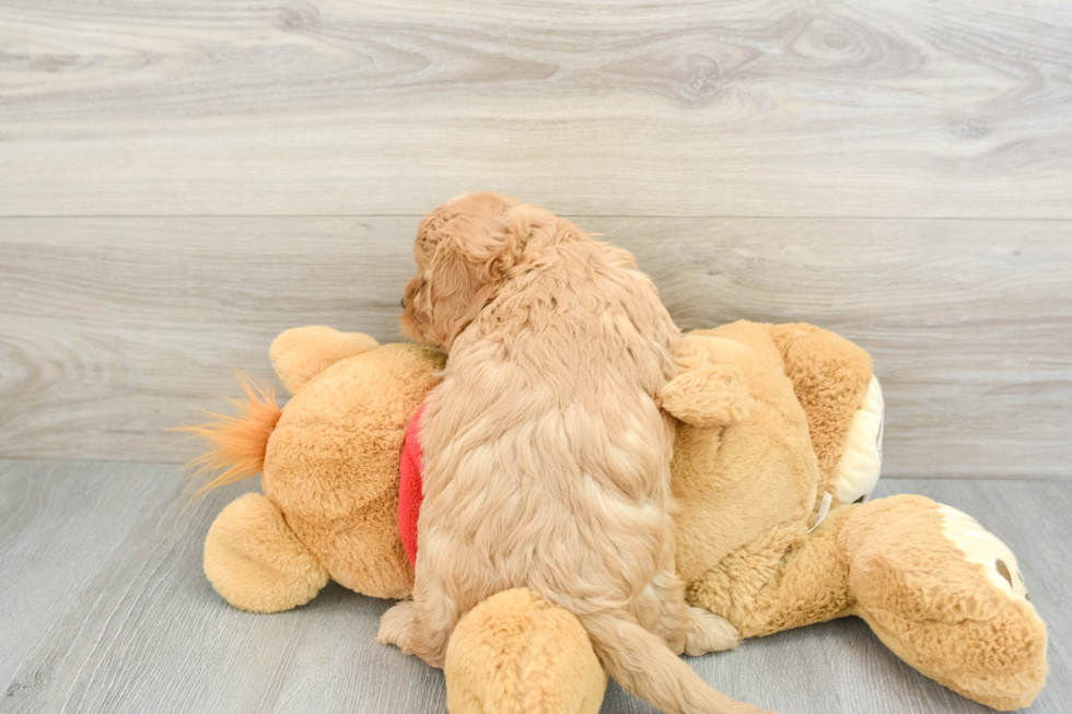 Playful Cavapoodle Poodle Mix Puppy