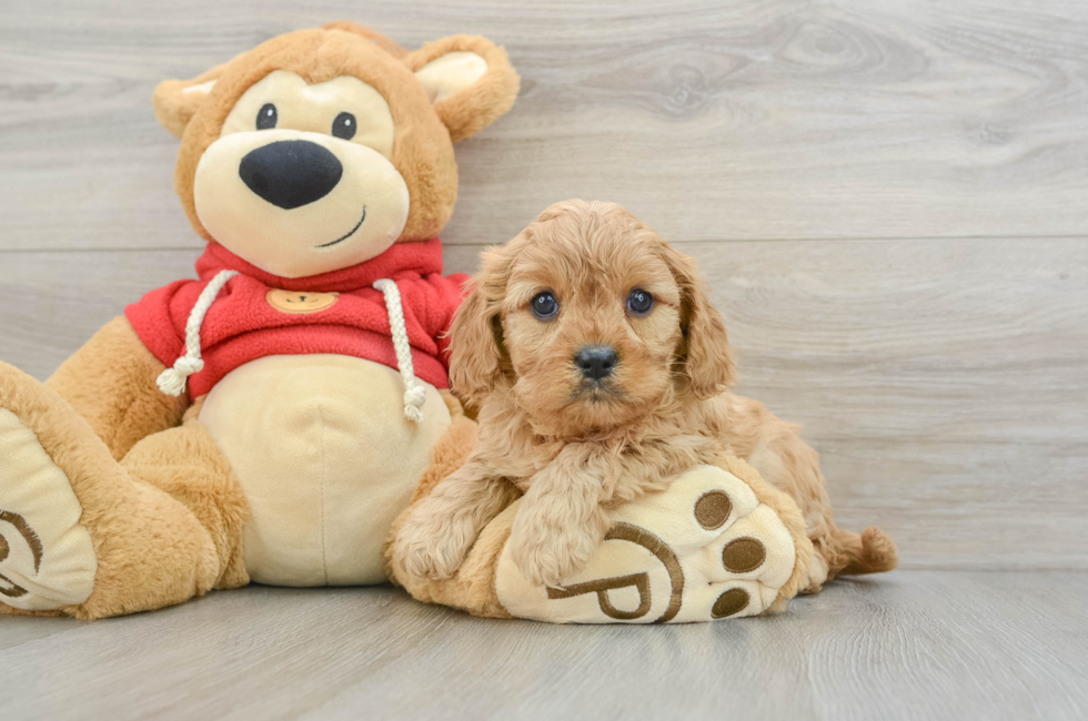 6 week old Cavapoo Puppy For Sale - Windy City Pups