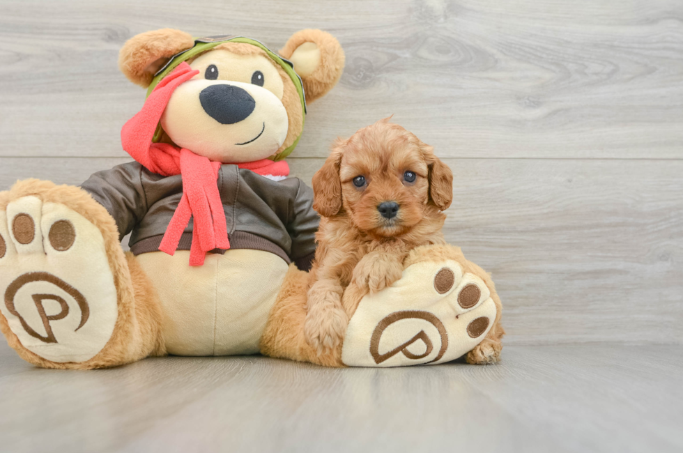 6 week old Cavapoo Puppy For Sale - Windy City Pups