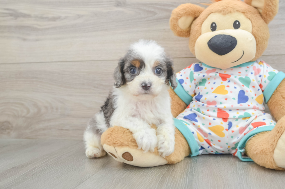 6 week old Cavapoo Puppy For Sale - Windy City Pups
