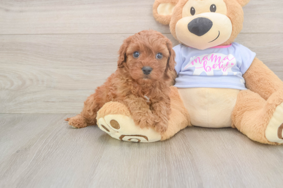 6 week old Cavapoo Puppy For Sale - Windy City Pups