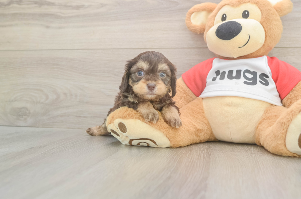 5 week old Cavapoo Puppy For Sale - Windy City Pups