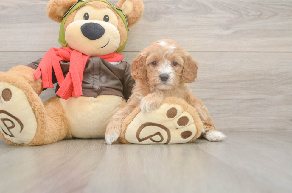 5 week old Cavapoo Puppy For Sale - Windy City Pups