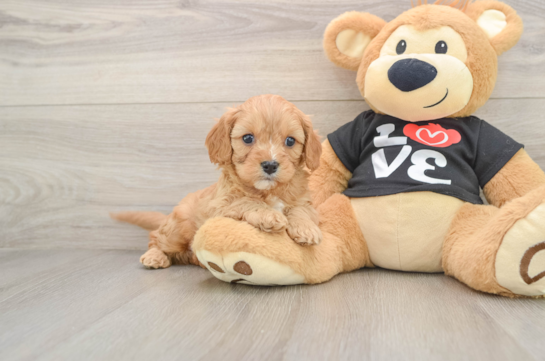 Cavapoo Pup Being Cute