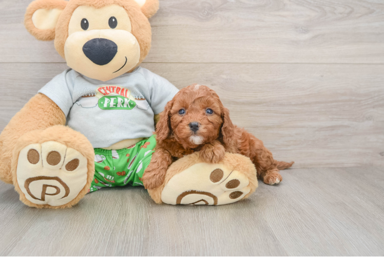 Funny Cavapoo Poodle Mix Pup