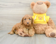 8 week old Cavapoo Puppy For Sale - Windy City Pups