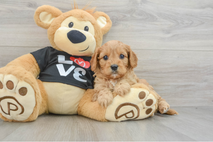 Playful Cavapoodle Poodle Mix Puppy