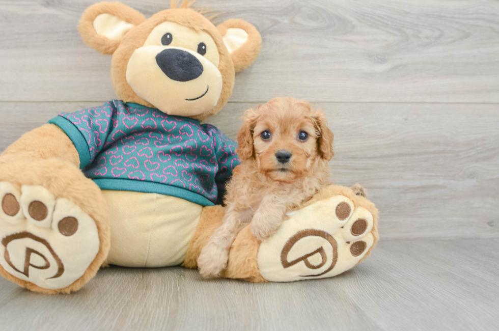 6 week old Cavapoo Puppy For Sale - Windy City Pups