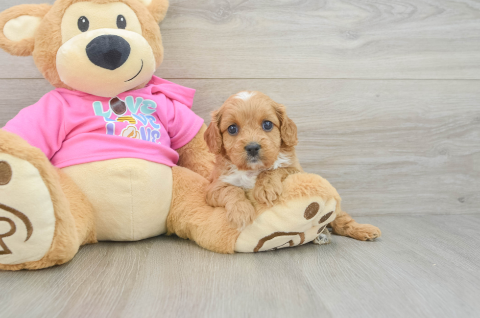 6 week old Cavapoo Puppy For Sale - Windy City Pups