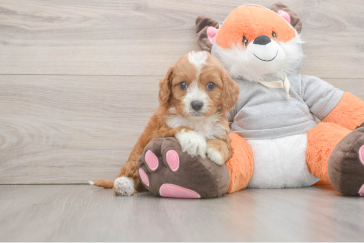 Best Cavapoo Baby