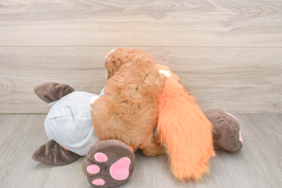Cavapoo Pup Being Cute