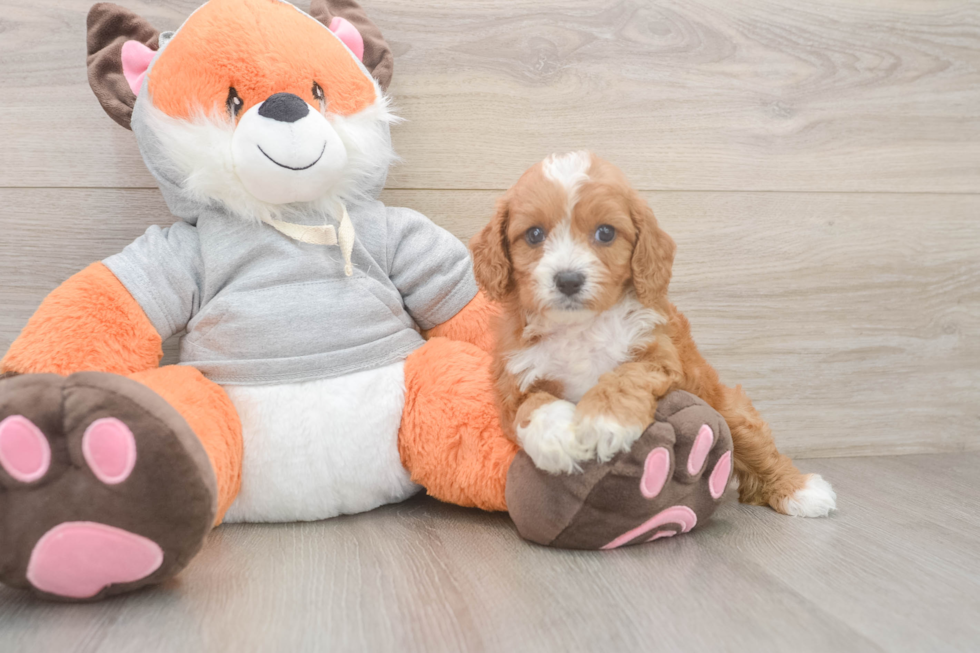Cavapoo Pup Being Cute