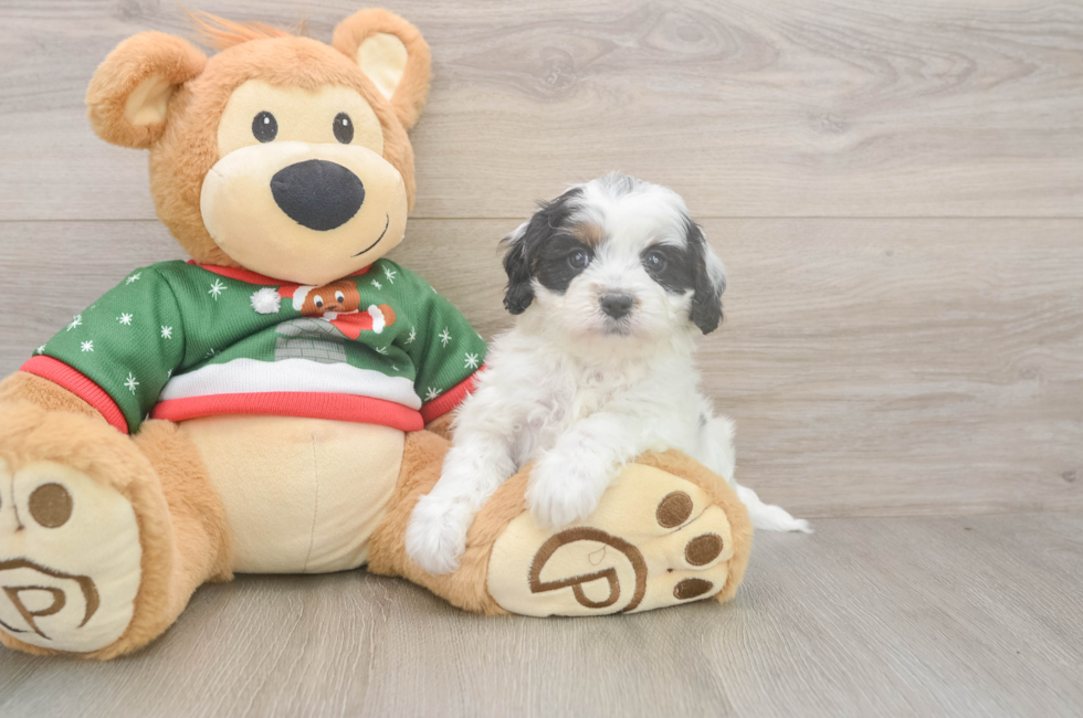 6 week old Cavapoo Puppy For Sale - Windy City Pups