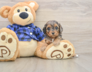 8 week old Cavapoo Puppy For Sale - Windy City Pups