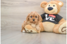 Cavapoo Puppy for Adoption