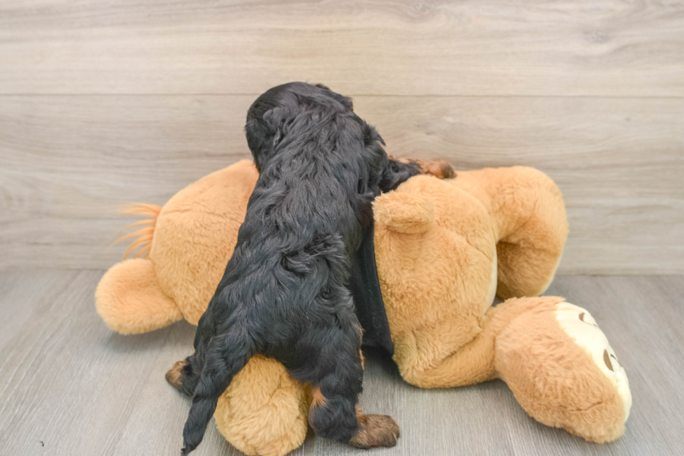 Cavapoo Puppy for Adoption